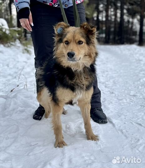 Собака Линда девочка