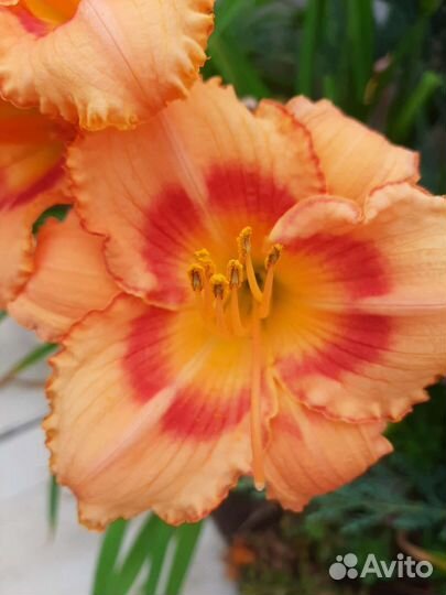 15сортов.Лилейники сортовые