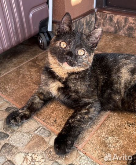 Трехцветная малышка на счастье