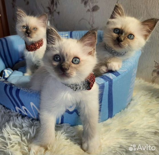 Ласковые котята священная бирма ценителям