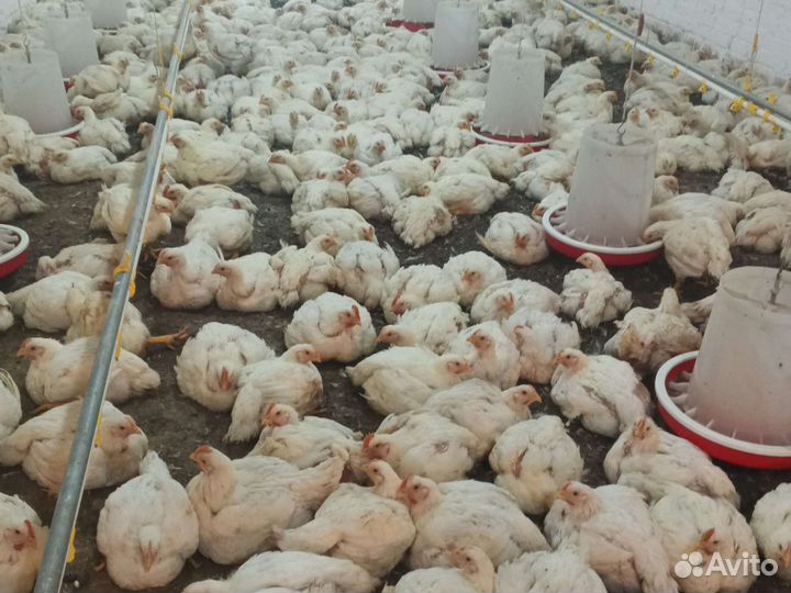 Бройлеры домашнии. Живой вес