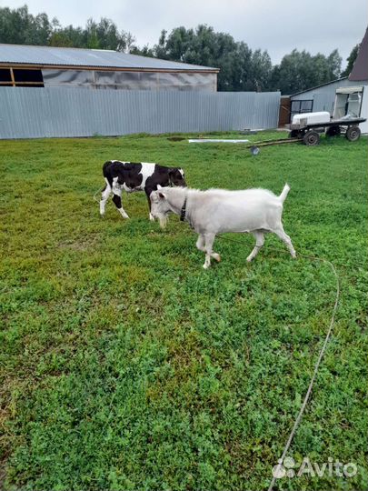 Козел зааненский