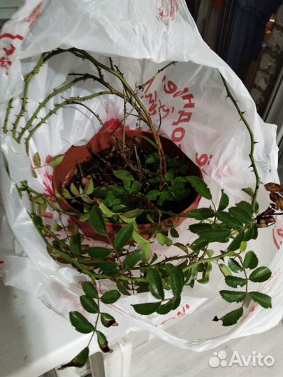 Роза плетистая красная с горшком