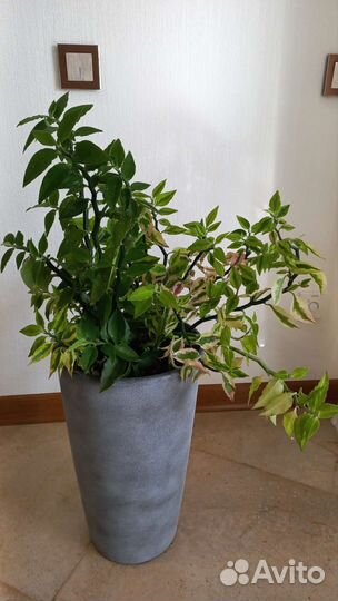 Комнатные растения