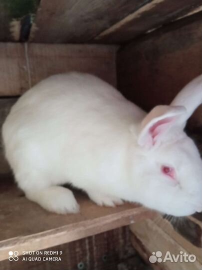 Кролики мясных пород