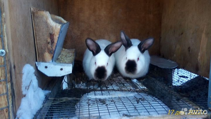 Калифорнийские кролики