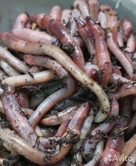 Черви для рыбалки