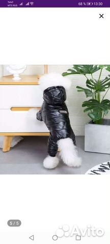 Одежда для собак