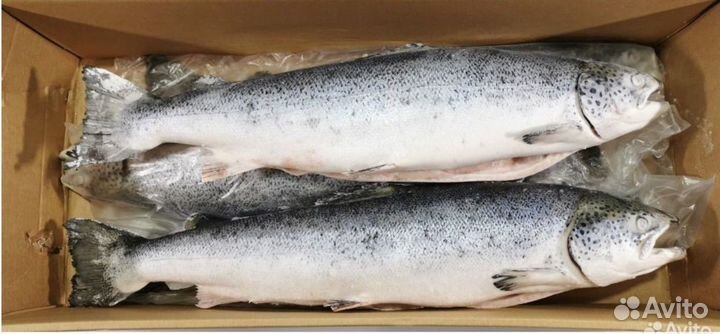 Семга свежемороженая