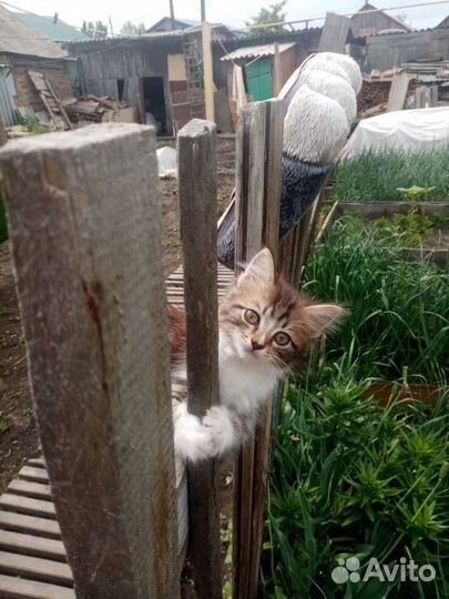 Котята в добрые руки бесплатно