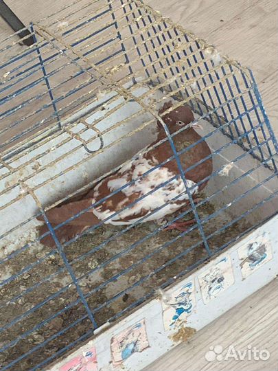 Продажа голубей