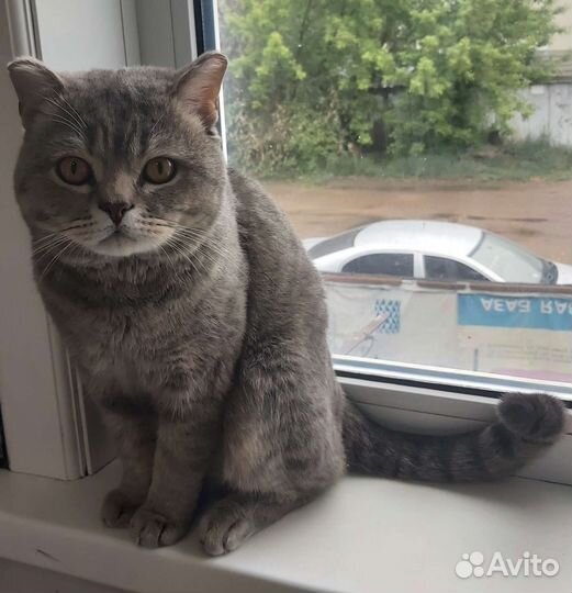 Шотландский котик