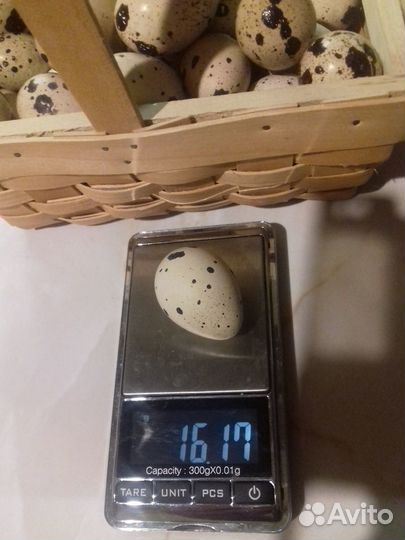 Домашние перепелиные яйца