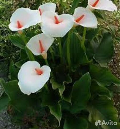 Калла эфиопская