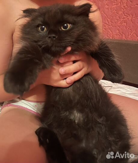 Шотландские котята