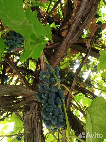 Виноград Изабелла винный