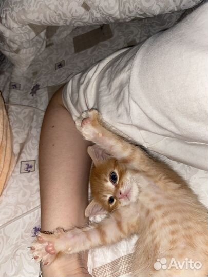 Рыжий котенок мальчик в добрые руки бесплатно