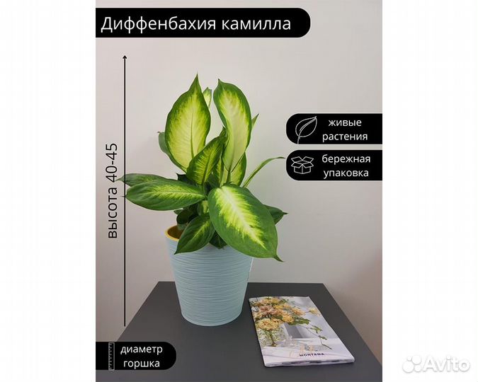Диффенбахия камилла 14 45