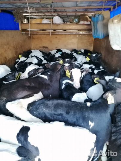 Телята бычки