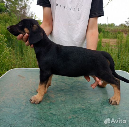 Щенок в добрые руки