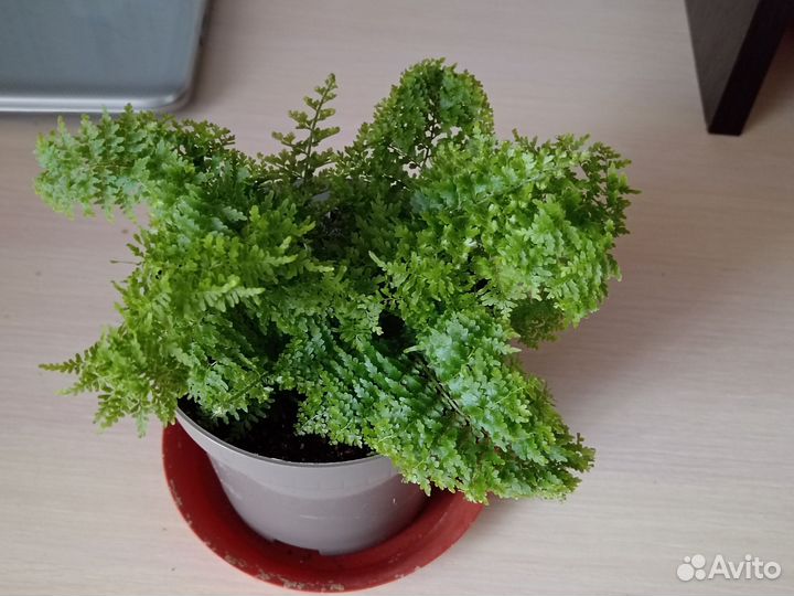 Папоротник