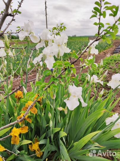 Ирисы бородатые сортовые