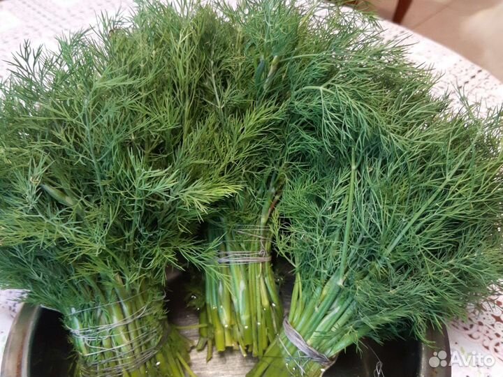 Пучки укропа