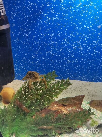 Декоративные раки