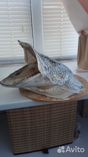 Чучело щуки