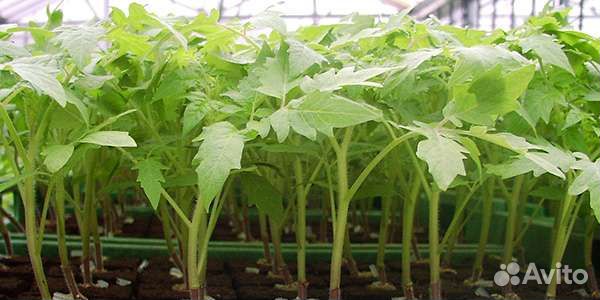 Рассада помидор и других овощей и цветов