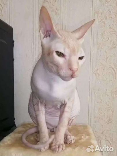 Вязка Сфинкс Донской