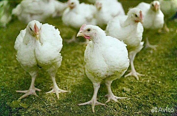 Птичник Ершовский