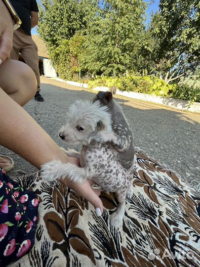 Китайская хохлатая