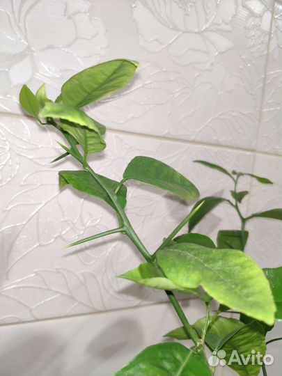 Мандариновое и грейпфрутовое дерево