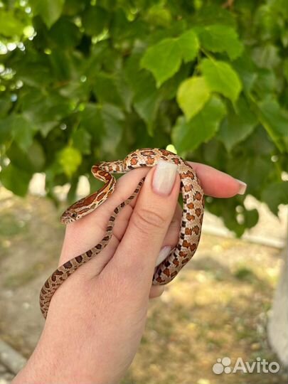 Моисовый полоз