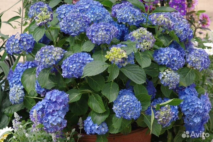 Гортензия саженцы Эльбталь Ванилла Фрейз