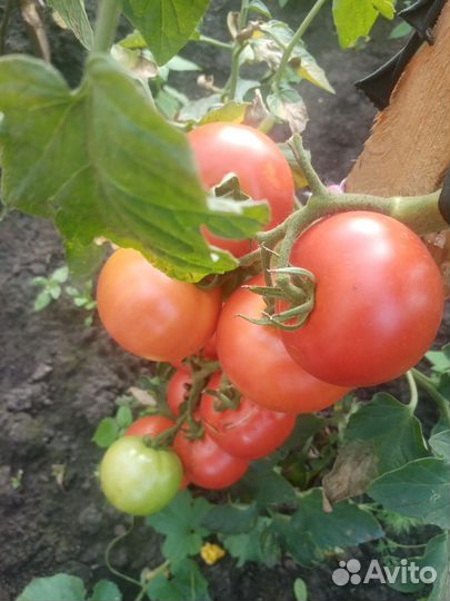 Помидор