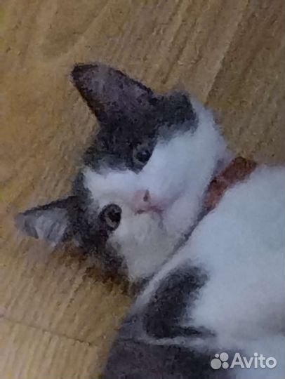 Кошка в дар