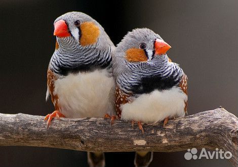 Амадины с клеткой