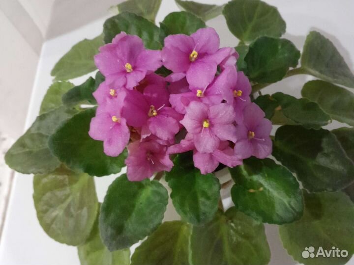 Фиалка в горшках