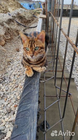 Бенгальская кошка