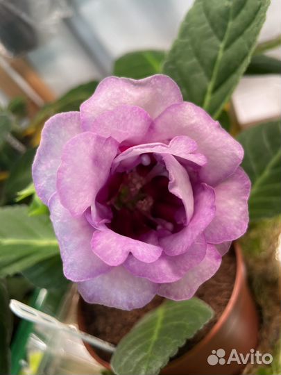 Глоксиния махровая(клубни,детки)