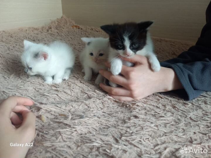 Отдам в добрые руки