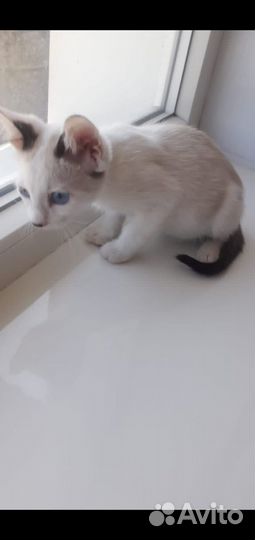 Голубоглазый котенок