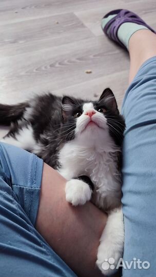 Кошечка 4 месяца