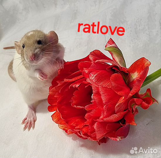 Крысята питомник девочки