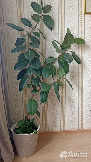 Фикус эластика