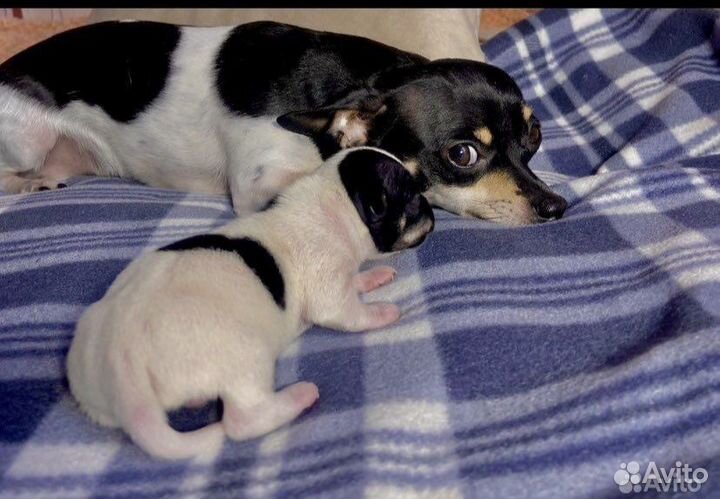 Мини той-терьер вязка