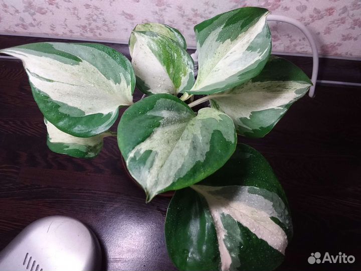 Эпипремнумы