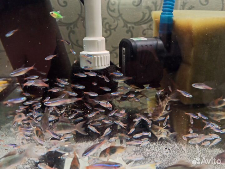 Рыбки мелким оптом